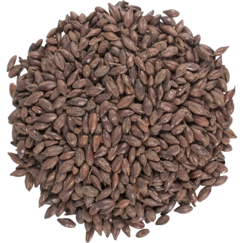 Black Barley 500°L | Specialty Brewing Malt