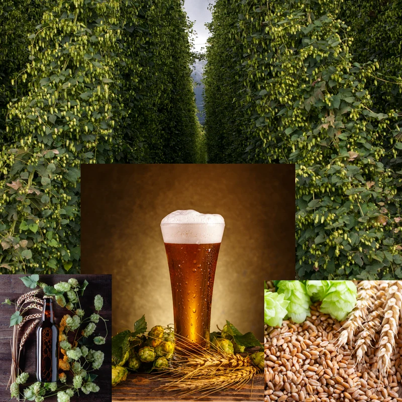 1 Gallon Nano-brew | Hoptastic Session IPA [Partial Mash] Recipe Kit
