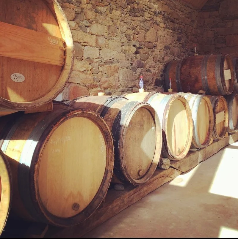Wild Grisette | Bière de fermentation spontanée élevée en fut de vin jaune
