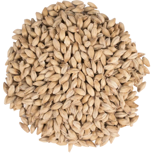 Golden Promise Malt | Thomas Fawcett Base Malt