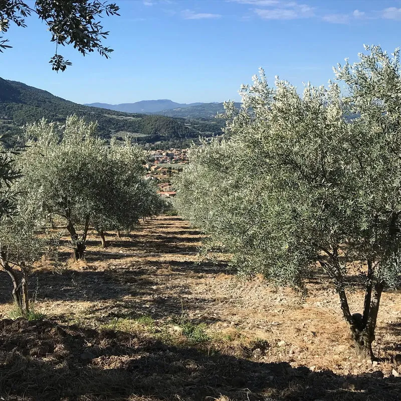 Huile d'olive française Nyons AOP