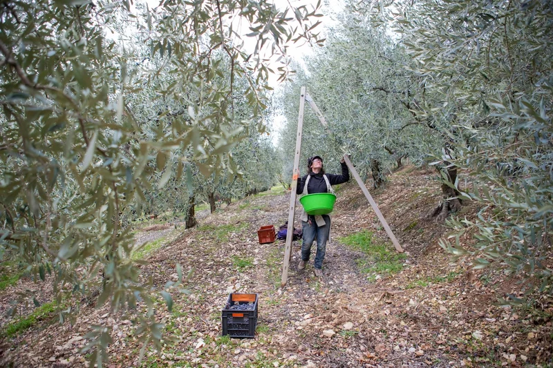 Huile d'olive française Nyons AOP