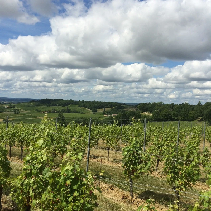 Bergecrac blanc 2024