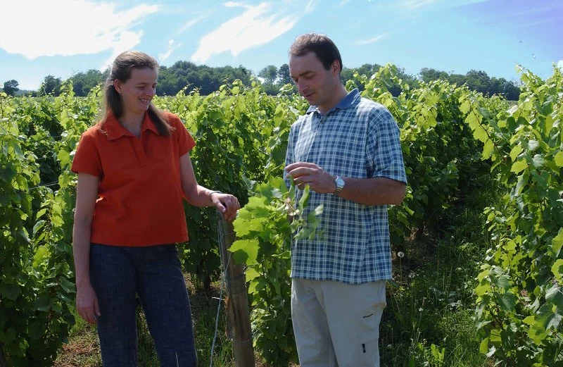 Les Morandes 2023 | Bourgogne Mâcon Vinzelles 2023