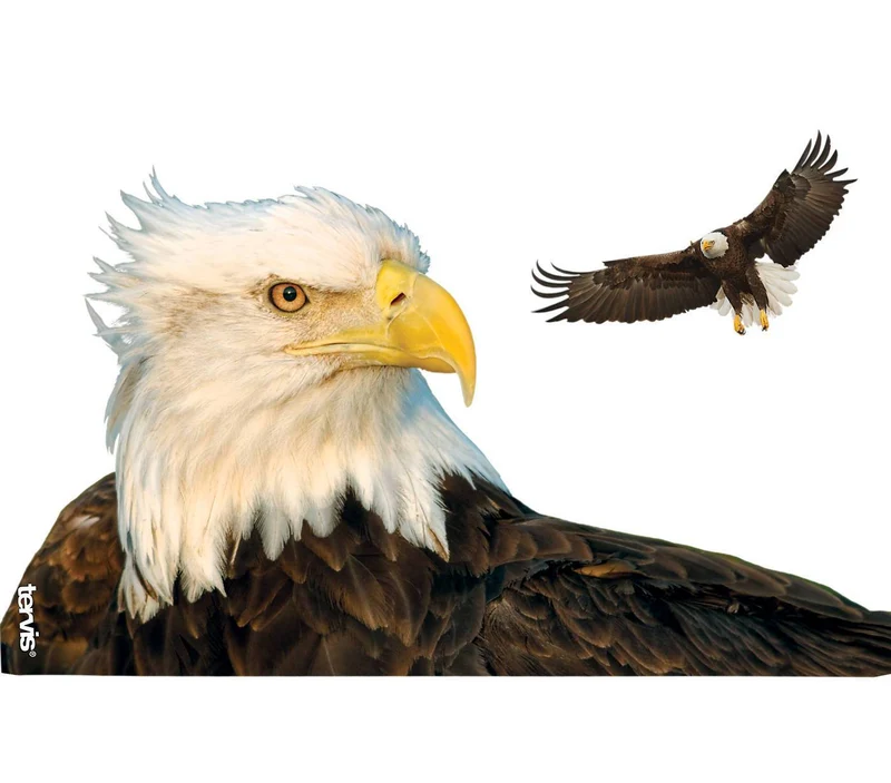 Eagle 24 oz. Tervis Tumbler with Lid - (Set of 2)