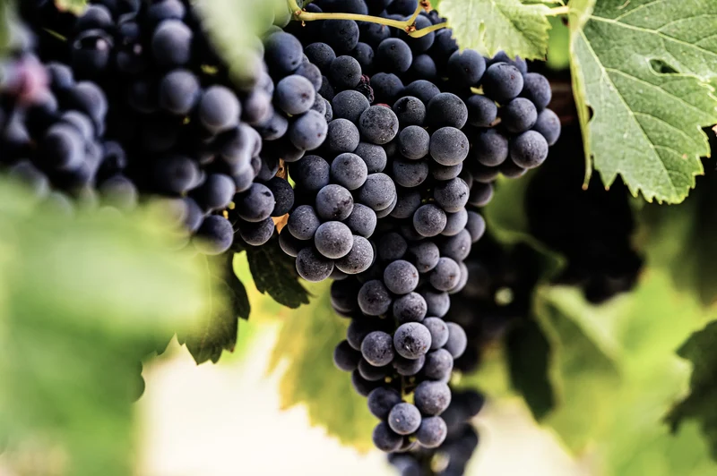 Vin rouge Sauv'Terre sans alcool 0,0%