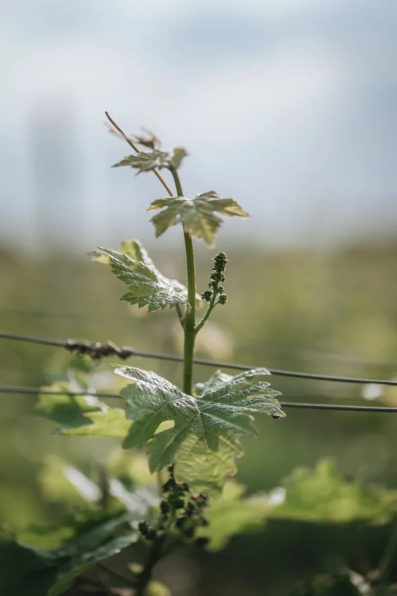 Vin blanc Breakaway Pinot blanc NETT sans alcool 0,5%