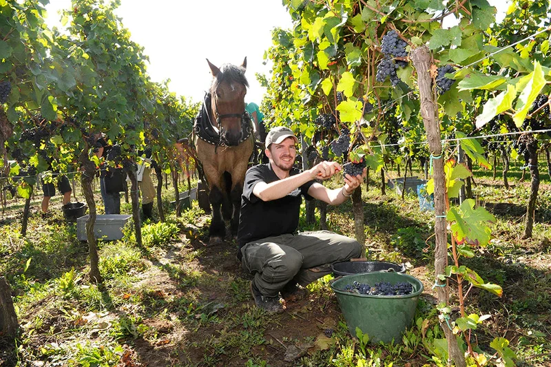 Vin blanc Breakaway Pinot blanc NETT sans alcool 0,5%