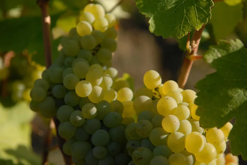 Vin de jardin 2024
