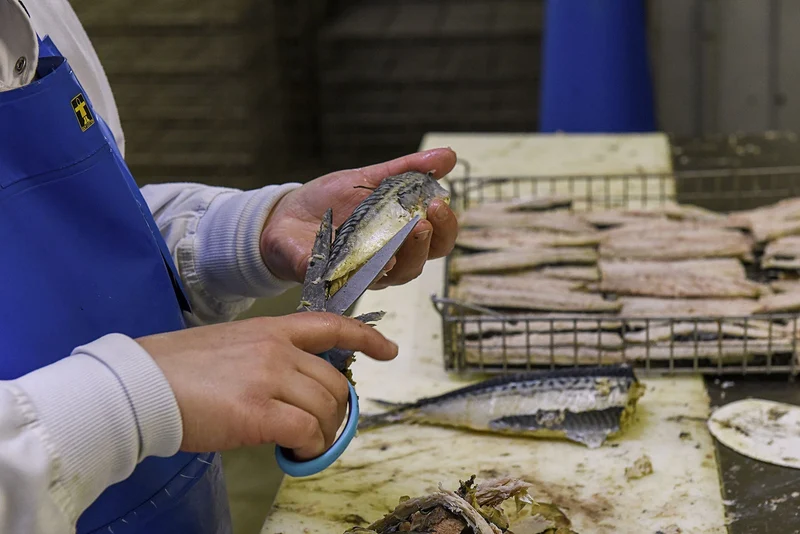 Filets de maquereaux marinés au Muscadet