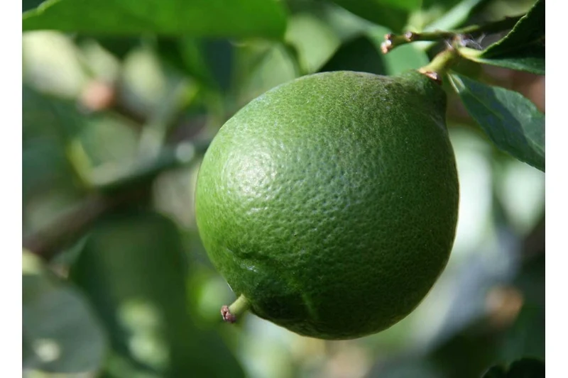 Citron noir d'Iran