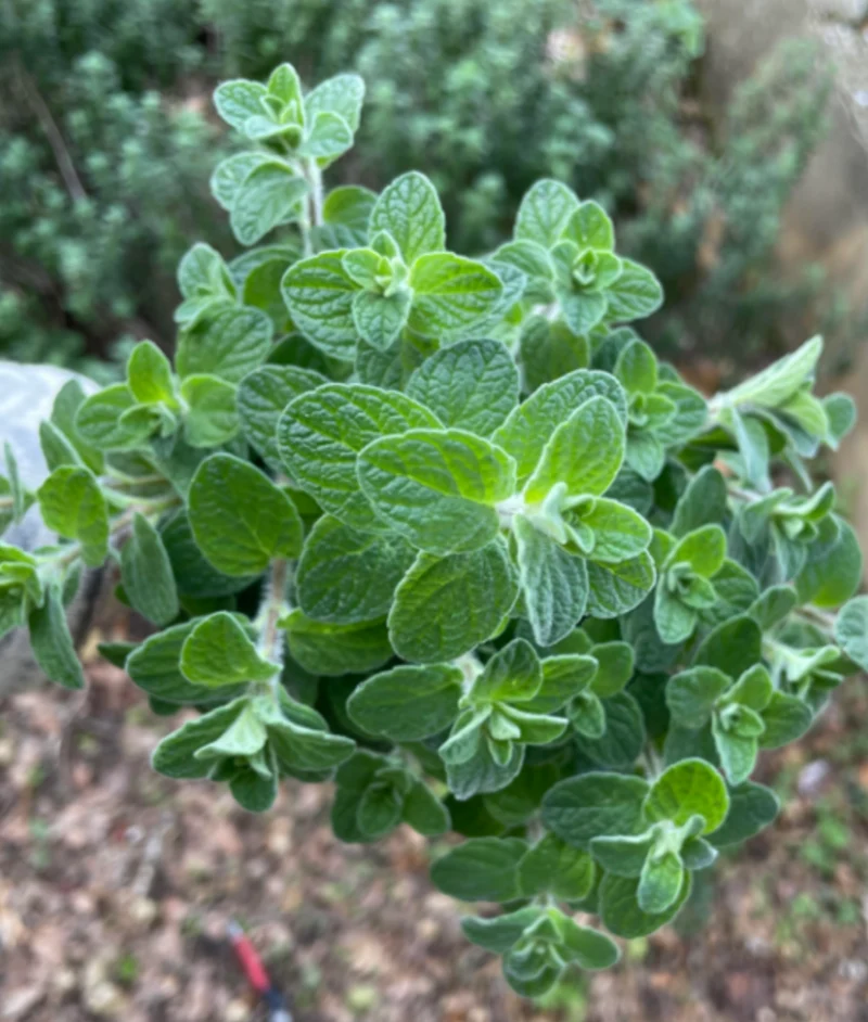 Za'atar