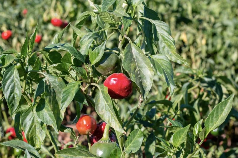 Paprika fort
