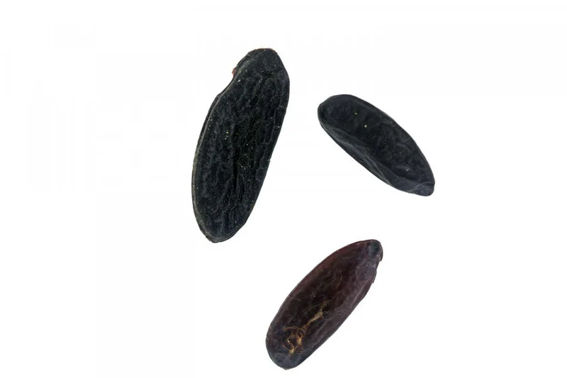 Fèves de tonka sauvage