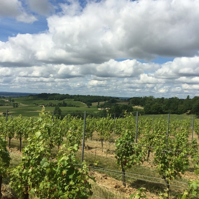 Monbazar 2021 | Vin blanc liquoreux
