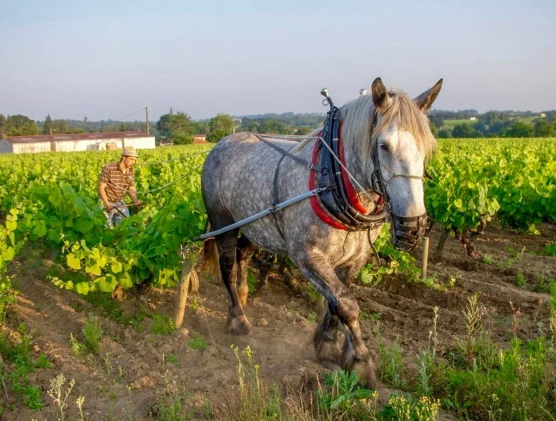 Muscadet | Vin blanc 3L/5L