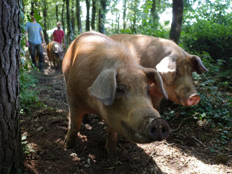 Pâté de jambon à la pomme et fine de Bretagne