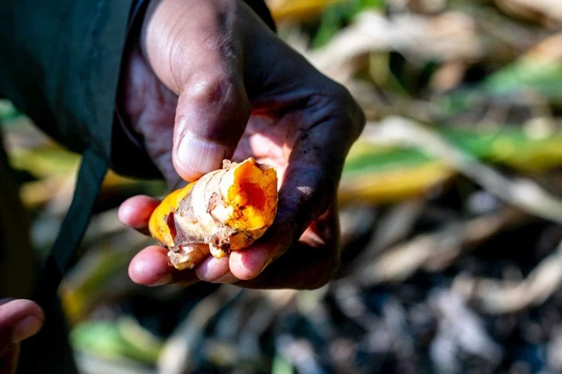 Curcuma du Kerala moulu