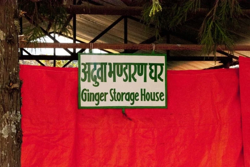 Gingembre du Kerala moulu