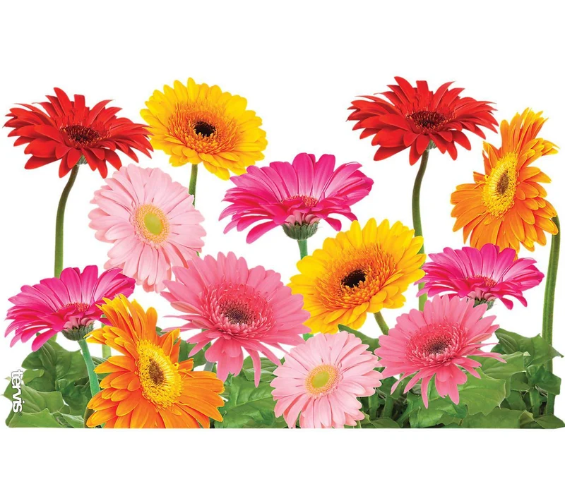 Gerbera Daisies 24 oz. Tervis Tumbler with Lid - (Set of 2)