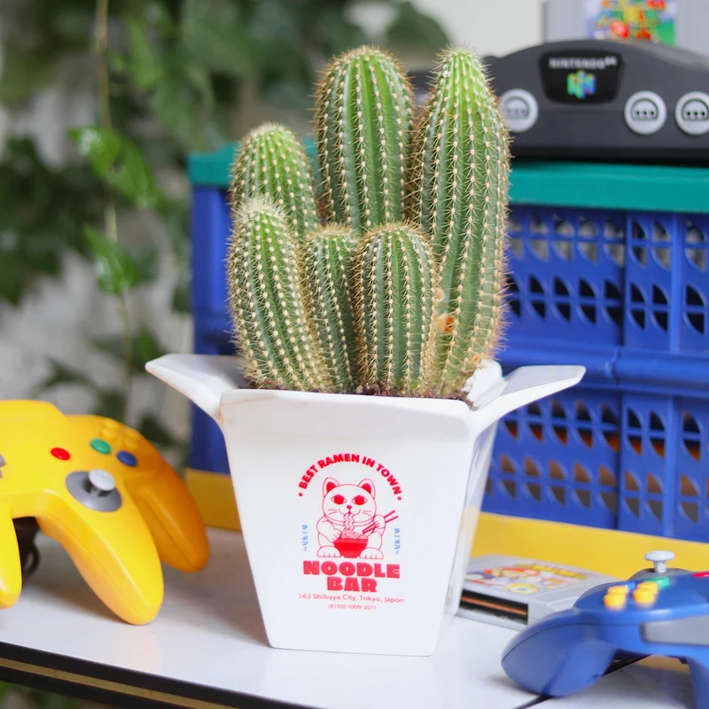 Cache pot / Vase Ramen
