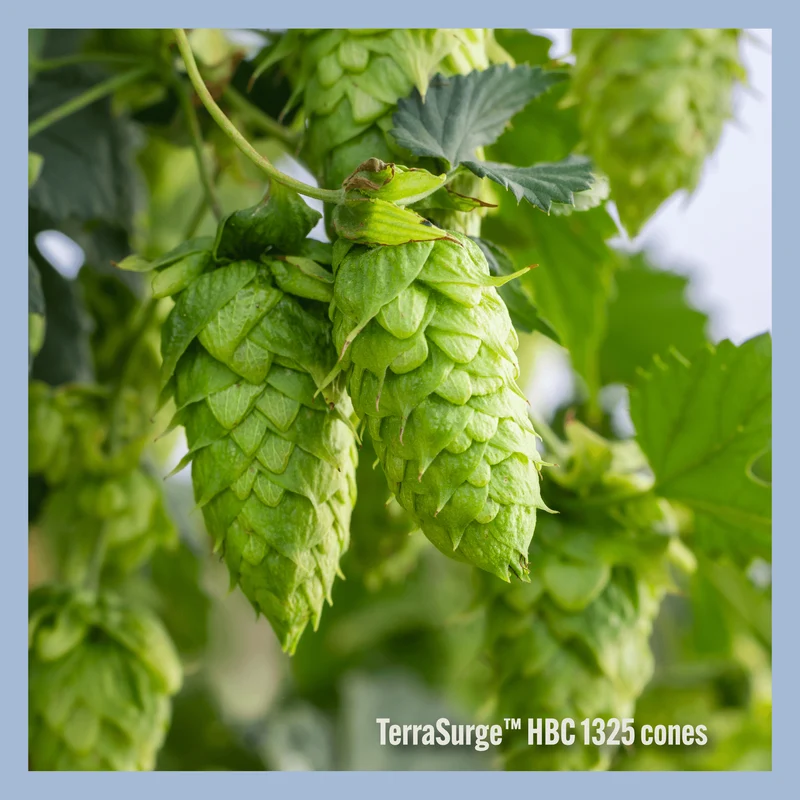 TerraSurge HBC 1325 Hops