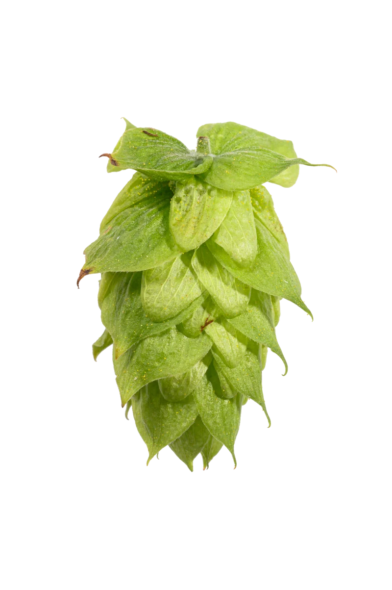 Brewers Gold Hops