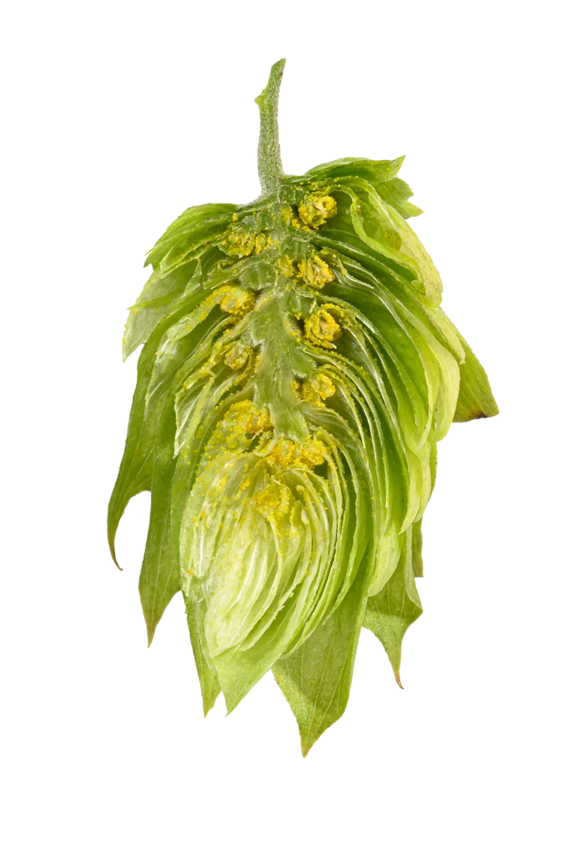 Brewers Gold Hops