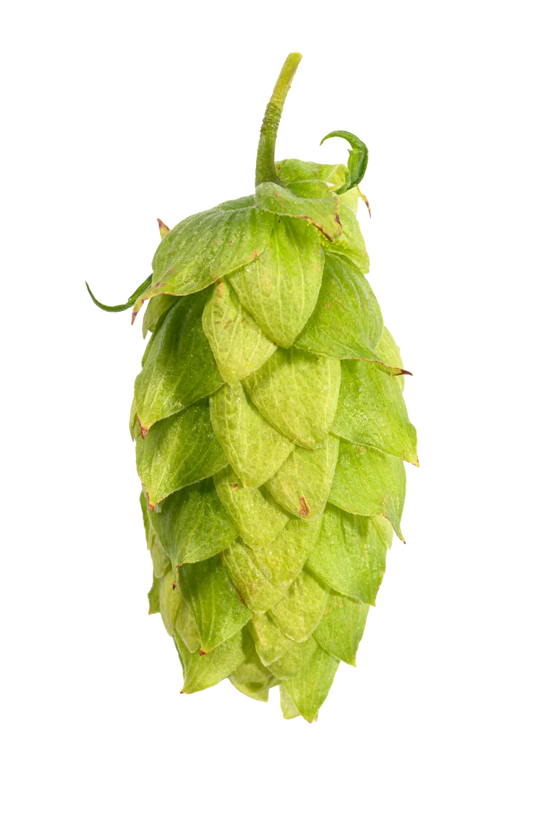 Spalter Hops