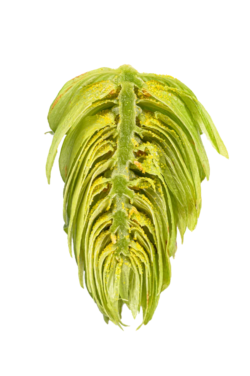 Spalter Hops