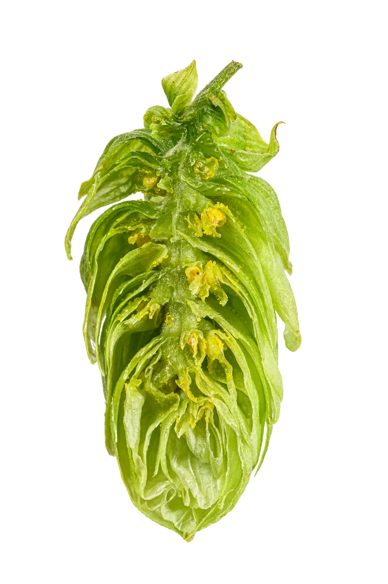 Monroe Hops