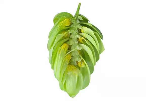 Luna (HPA-033) Hops