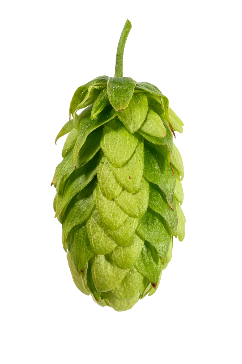 Hallertau Mittelfrüh Hops