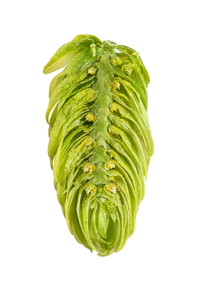 Hallertau Mittelfrüh Hops
