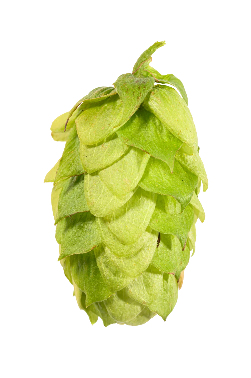 Tettnang Hops