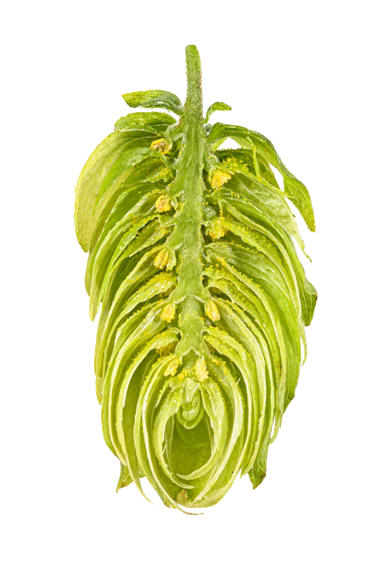 Tettnang Hops