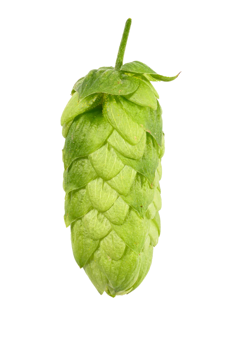 Cascade Hops