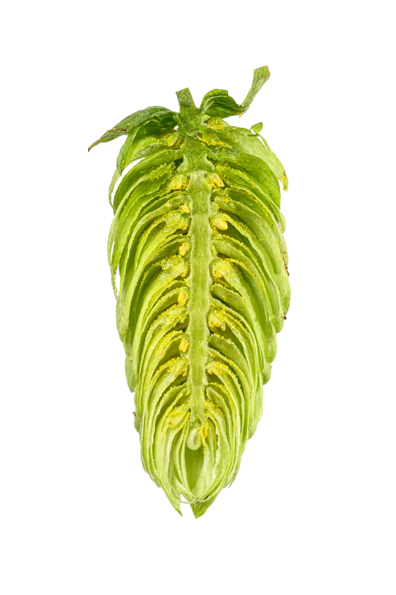 Cascade Hops
