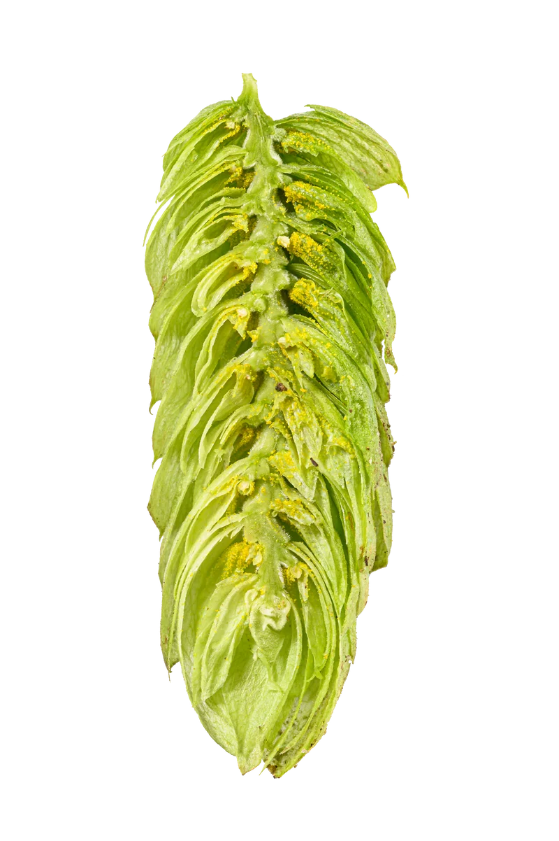 Comet Hops