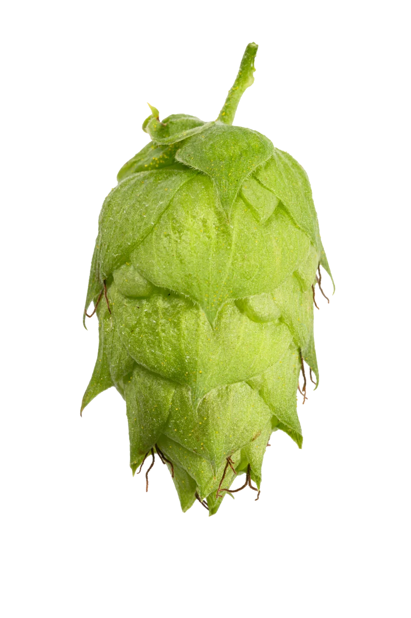 Nugget Hops