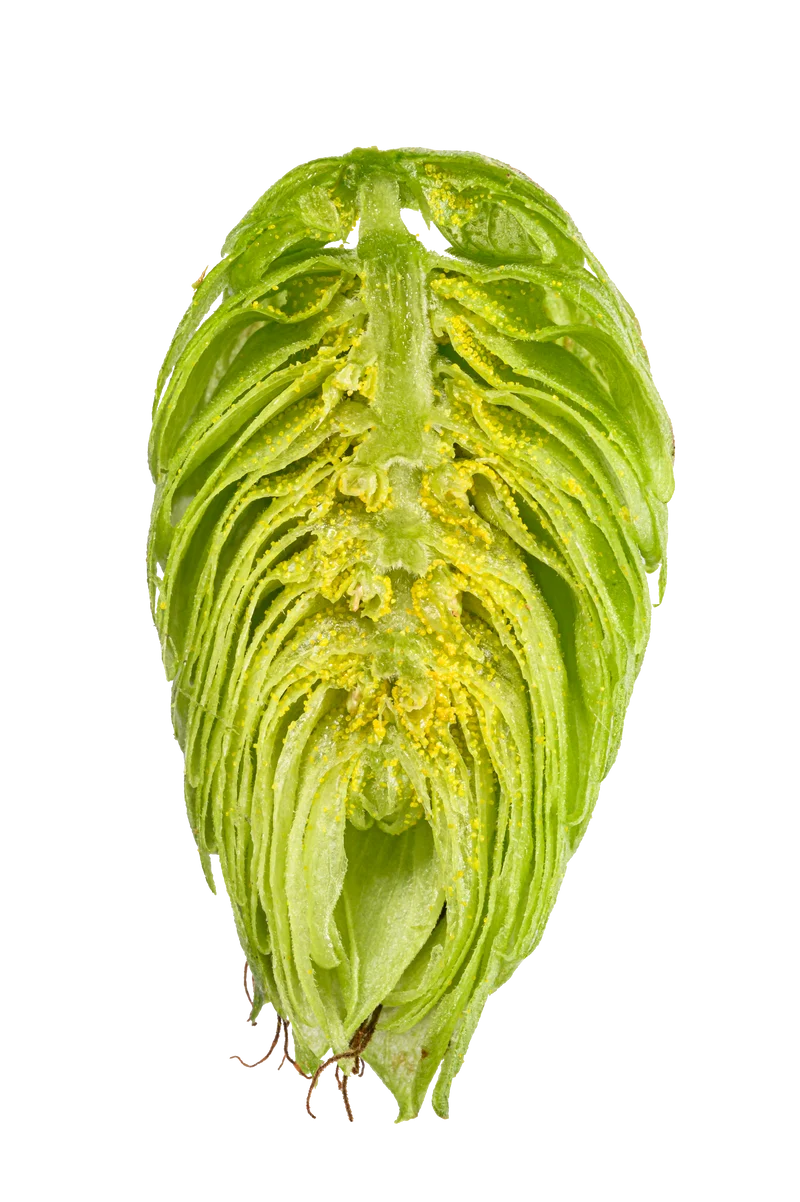 Nugget Hops
