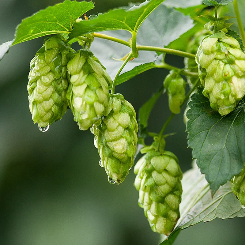 Dolcita (HBC 1019) Hops