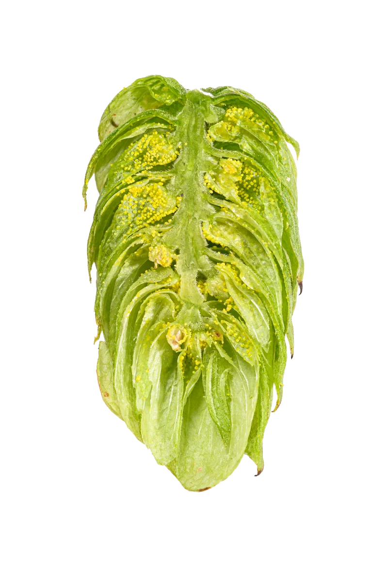 Amarillo Hops
