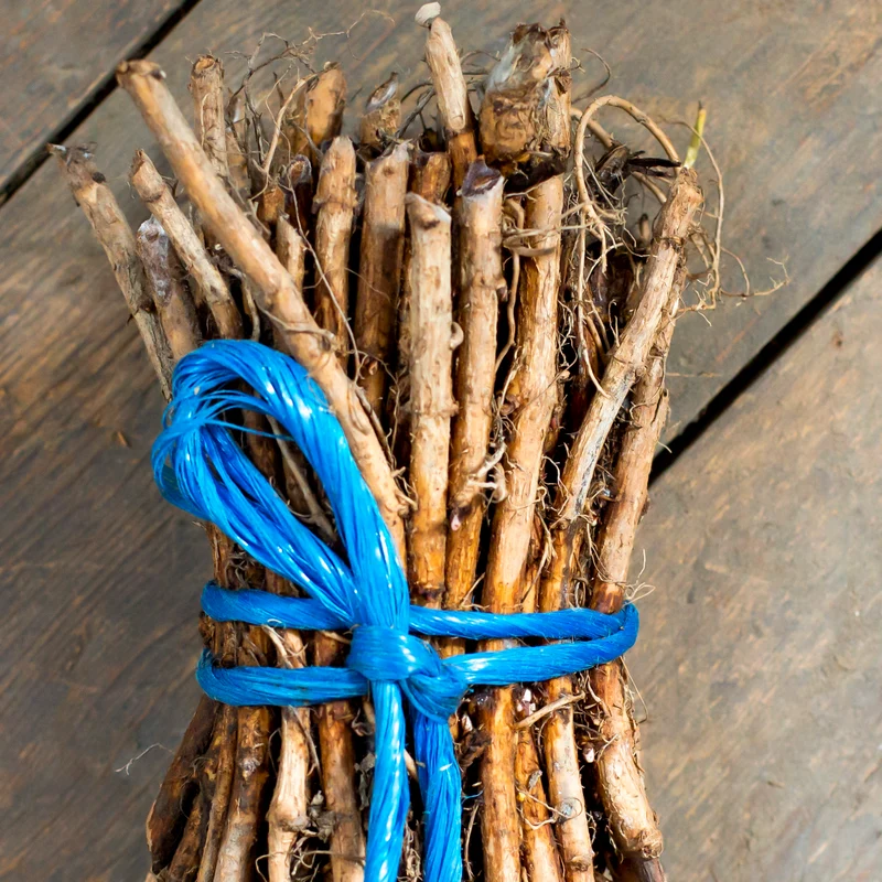 Hop Rhizomes