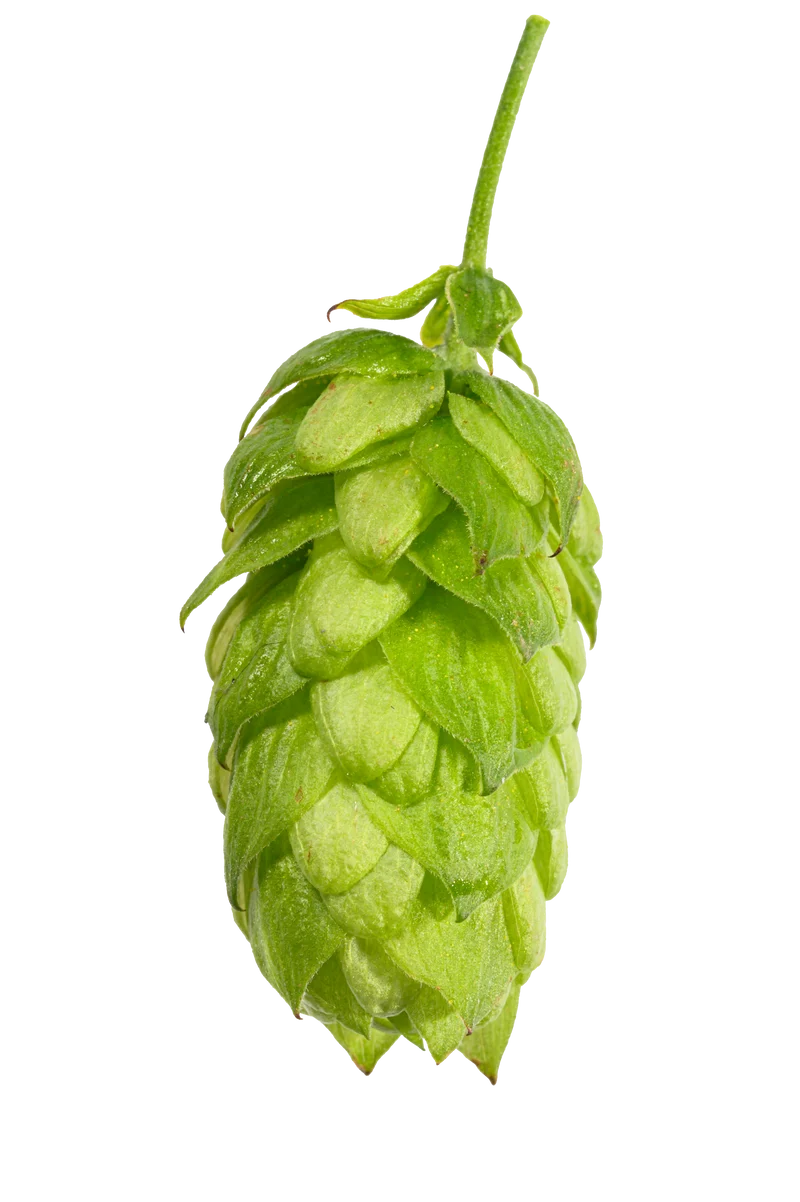 Hersbrucker Hops