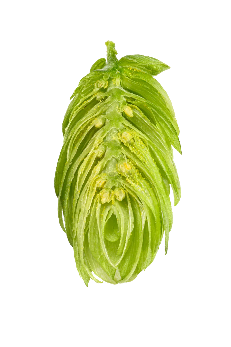 Hersbrucker Hops