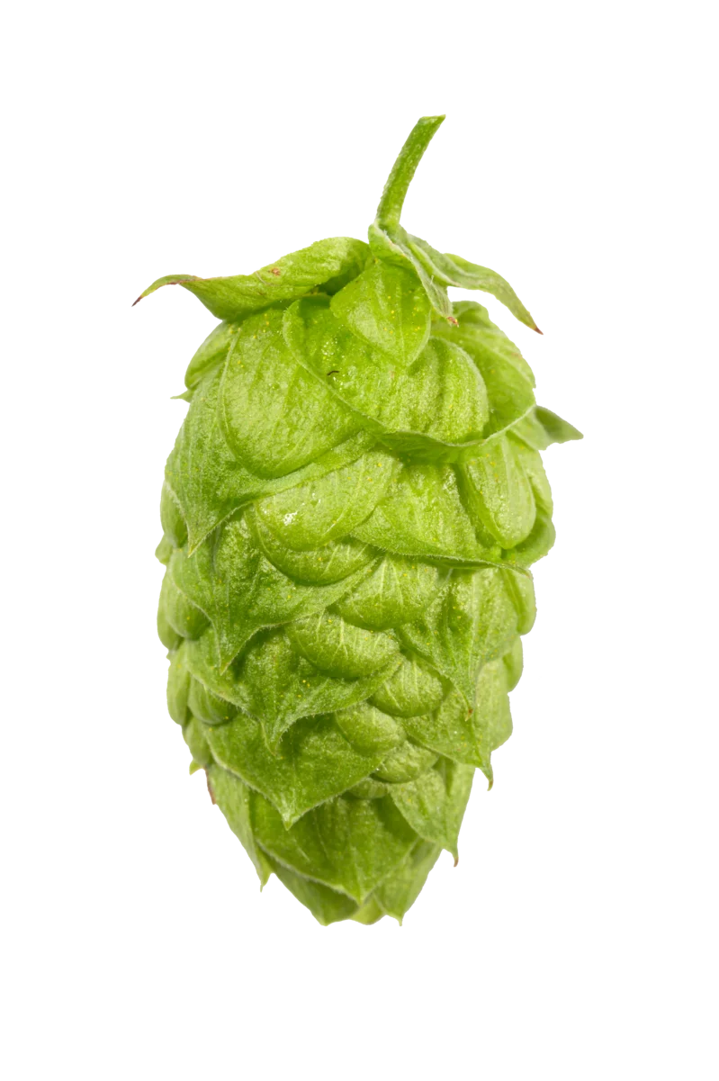 Mandarina Bavaria Hops