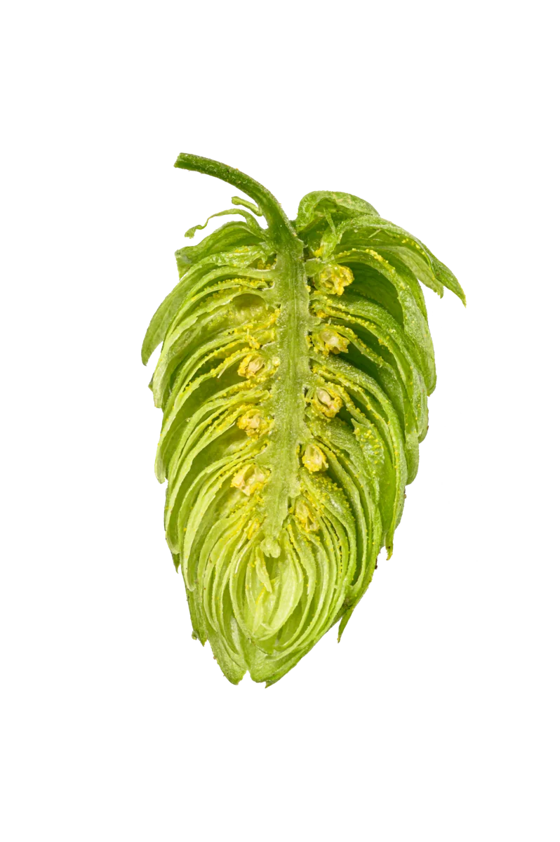 Mandarina Bavaria Hops