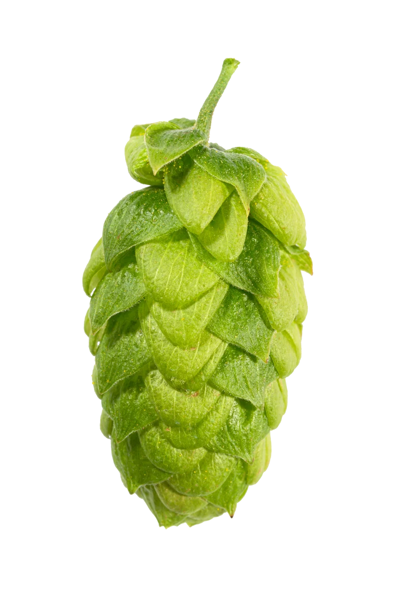 Northern Brewer Hops