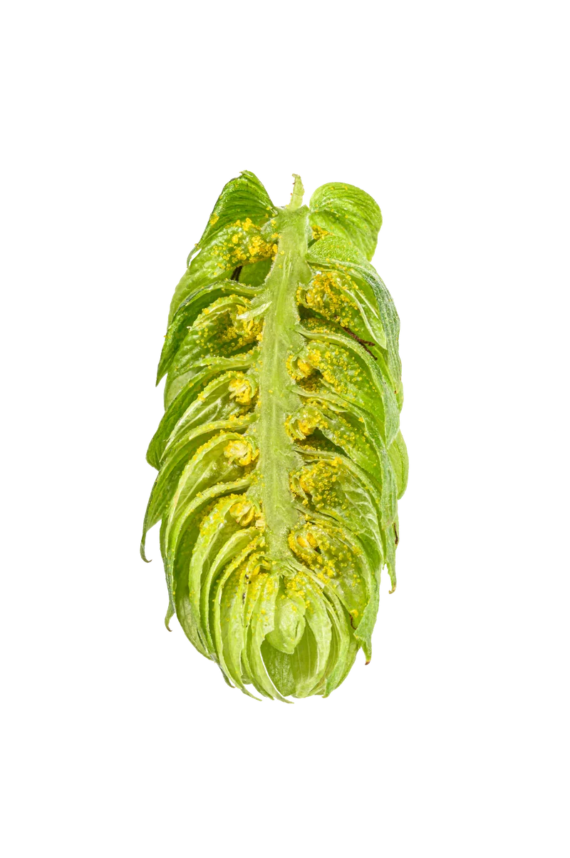 Northern Brewer Hops